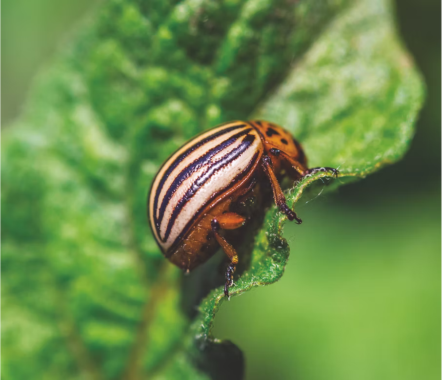 Biopesticide crop protection