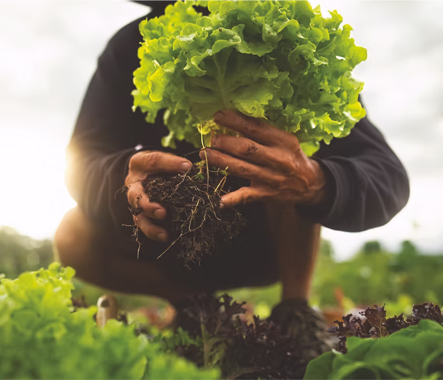 Farmer holding fresh produce