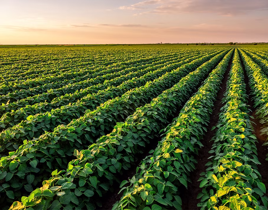 Agricultural field at sunset