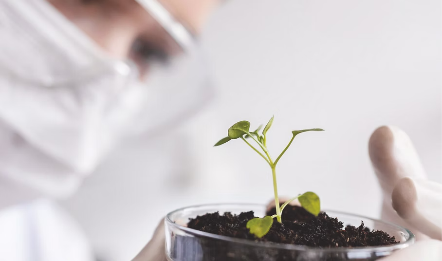 Researcher examining a seedling